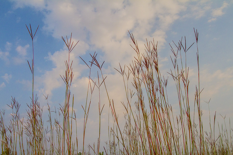 Big Bluestem