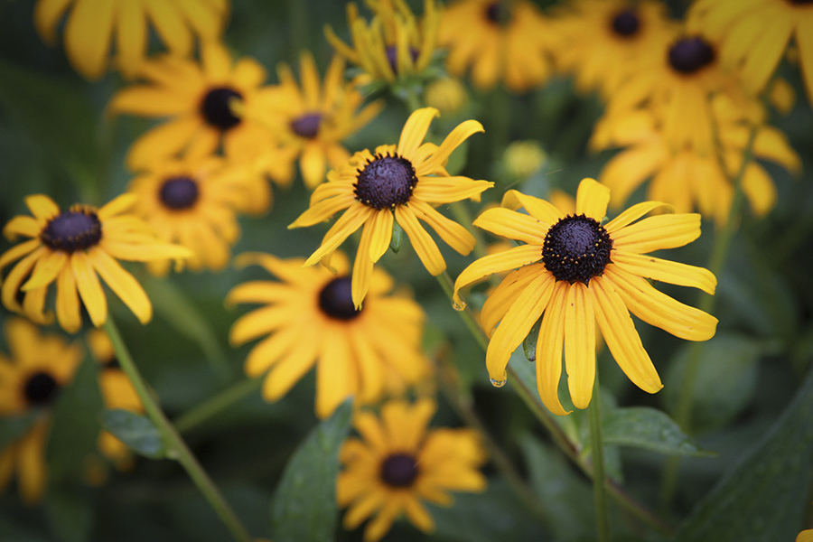 Black-eyed-Susan