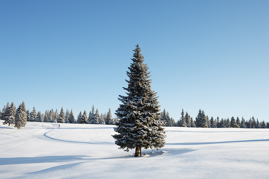 Black Spruce