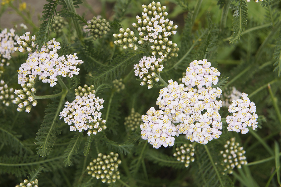 Common-yarrow