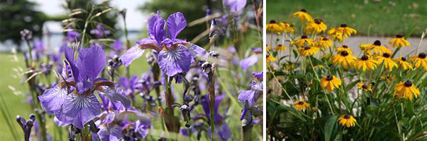 Native Plants