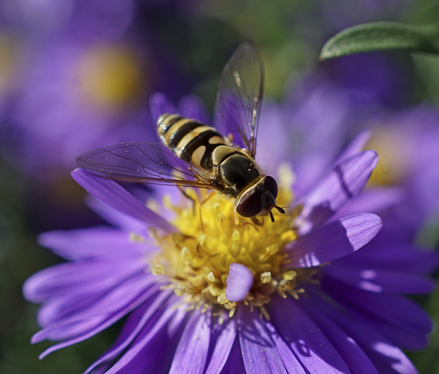 Flower-fly