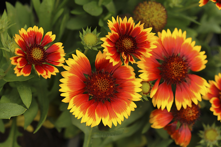 Gaillardia