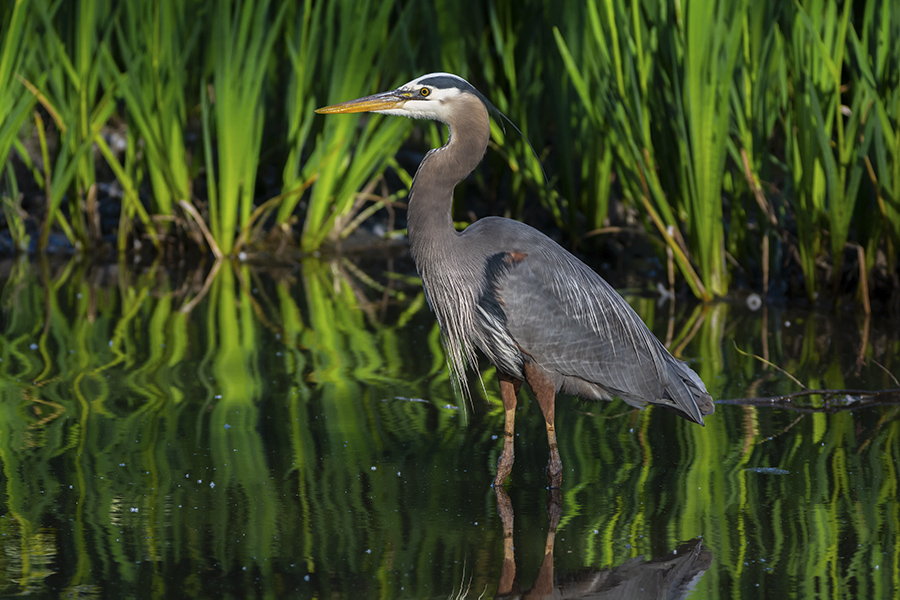 Great-blue-heron