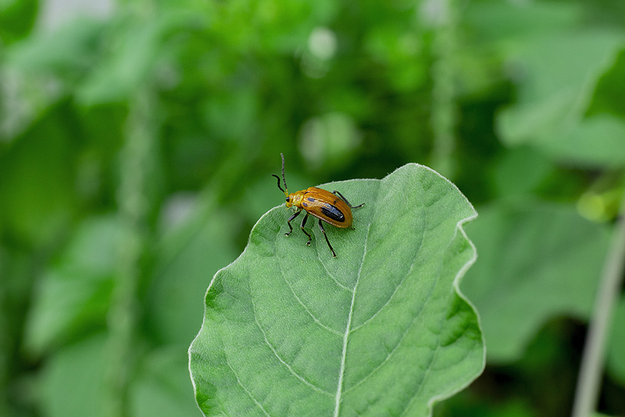 Leaf-beetle