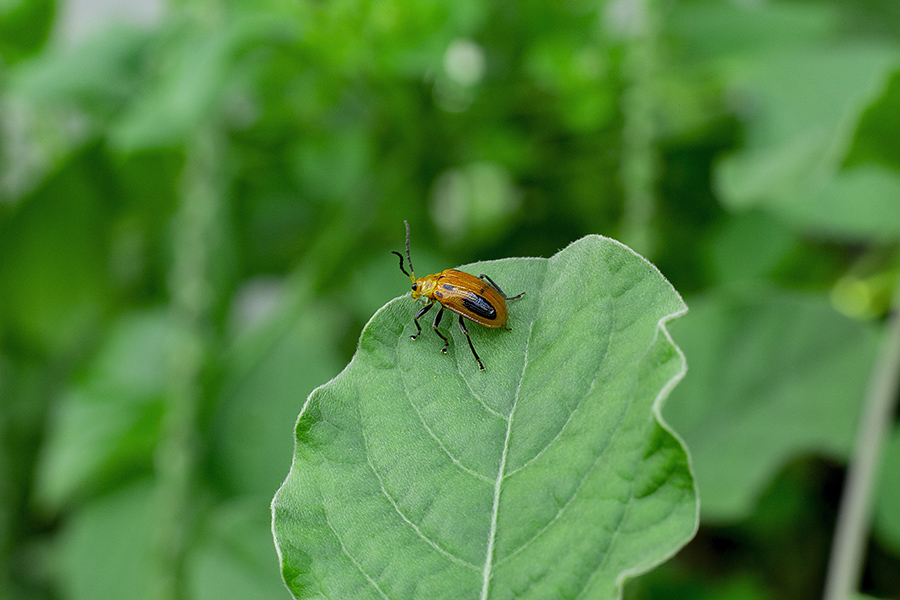 Leaf-beetle Leaf-beetle