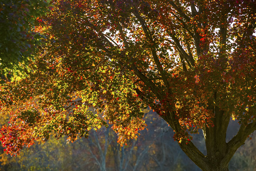 Manitoba maple