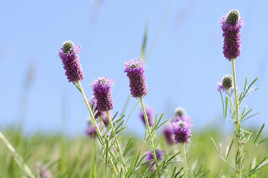 Purple prairie-clover-QC