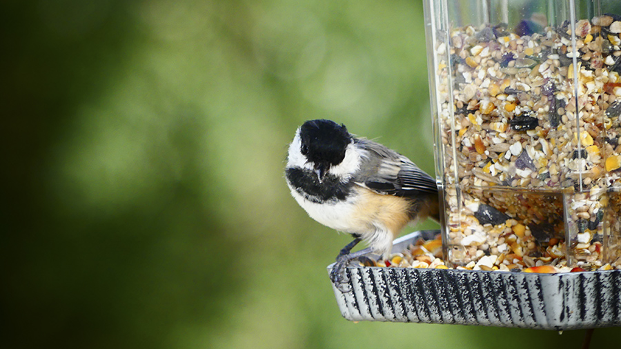 Fall_Gardening_ bird_feeder