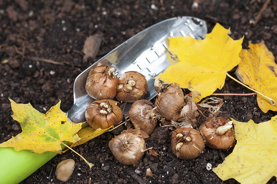 Fall_Gardening_Crocus_bulbs