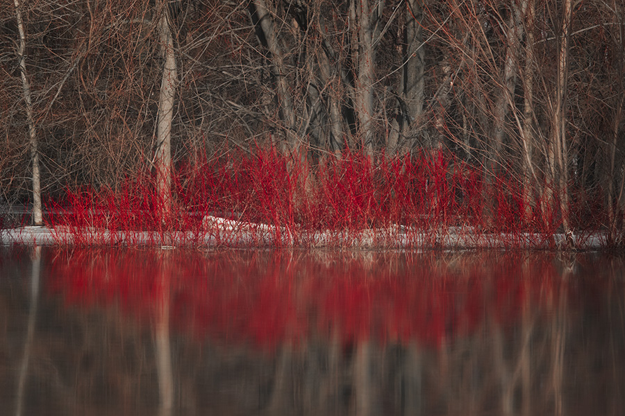 Red osier dogwood