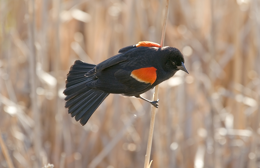 Red-winged-Blackbird