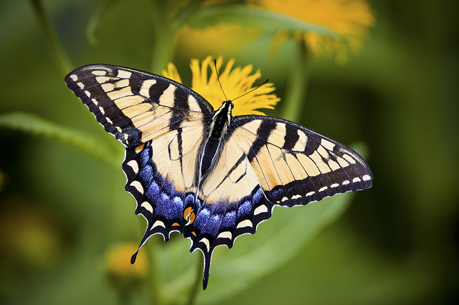 Swallowtail-butterfly
