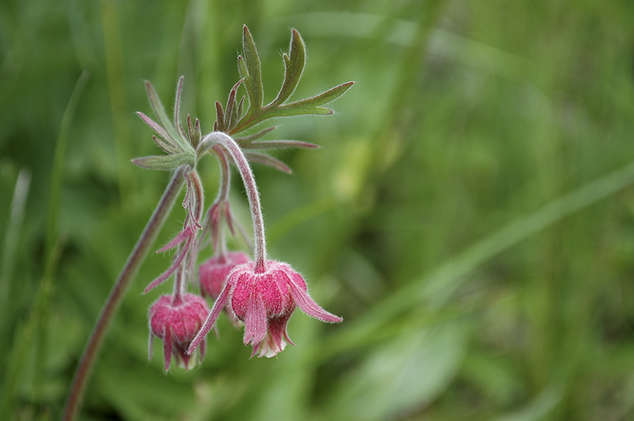 Three flowered avens