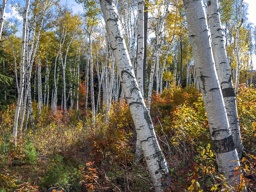 White birch trees