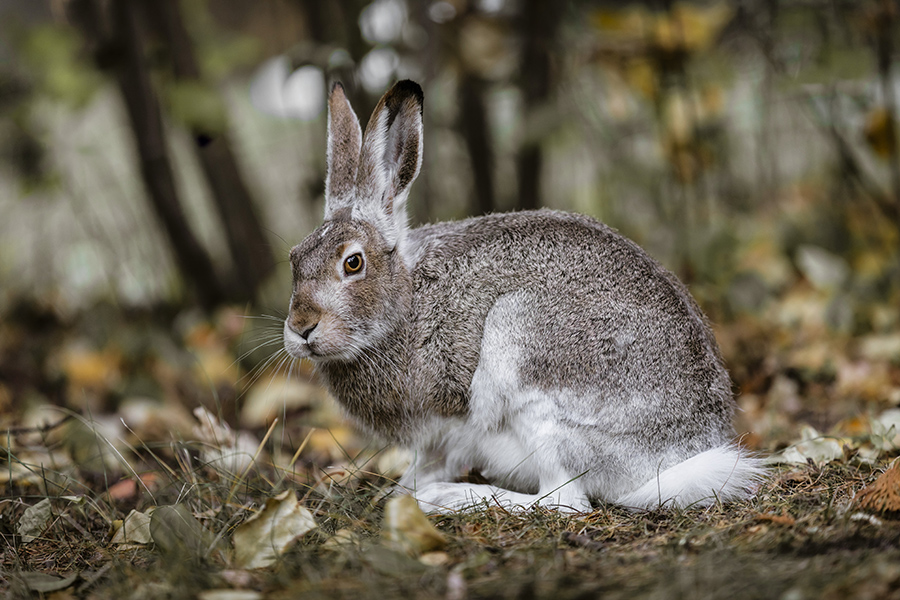 White-tailed-jackrabbit