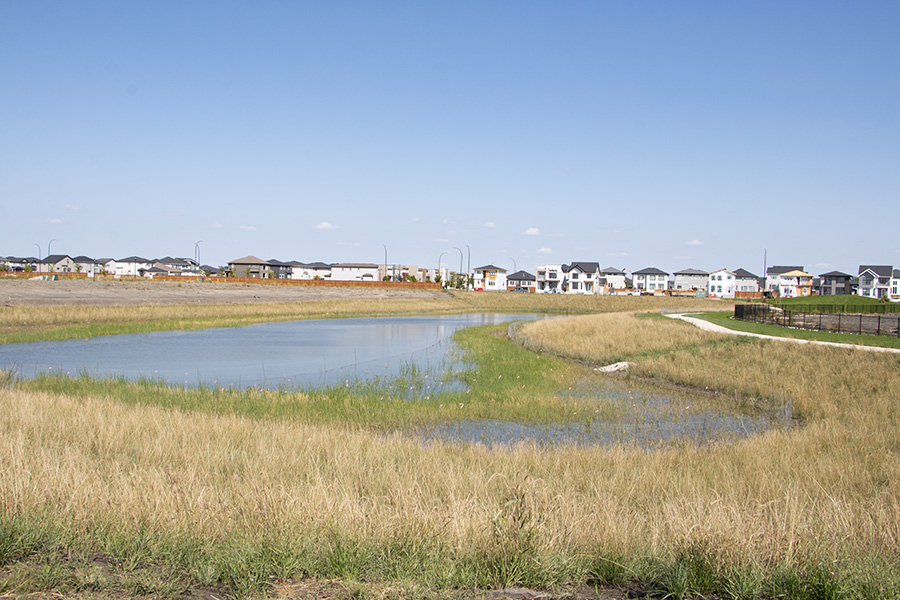 2-year-old naturalized wetland in Phase 9A of Sage Creek
