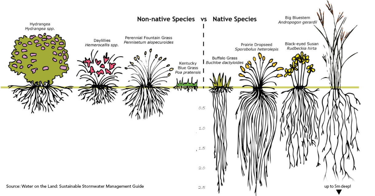 Native and Non-Native Plant Root Systems