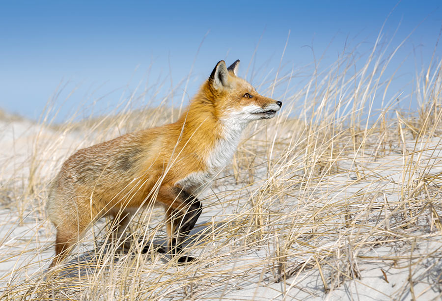 Habitat for Wildlife - Red Fox