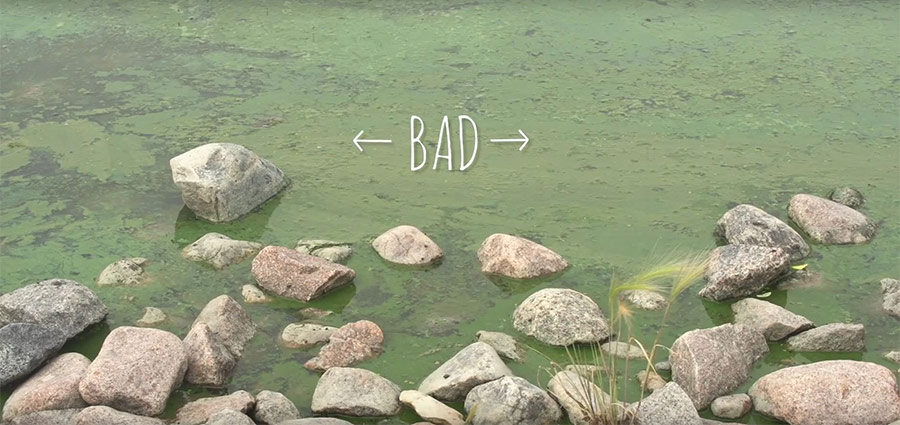 Wetlands - Bad Algae