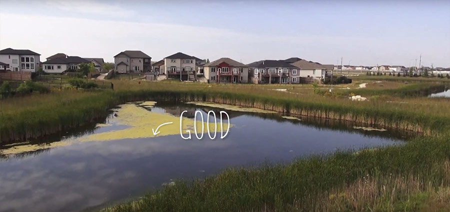 Wetlands - Good Algae