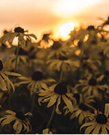 Cone flowers at sunset